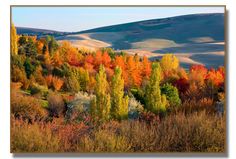 an autumn scene with colorful trees in the foreground and rolling hills in the background