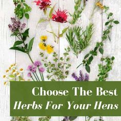 various herbs on a white wooden background with the words choose the best herbs for your hens