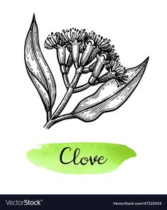 a flower with the word clove written in black ink on a green watercolor background