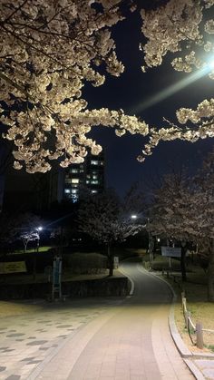 the trees are blooming in the park at night