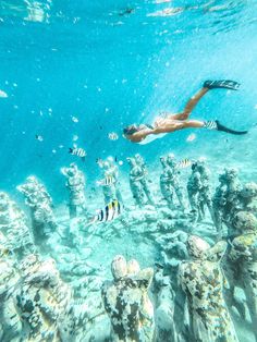 a woman swims in the ocean with many fish around her and under water surface