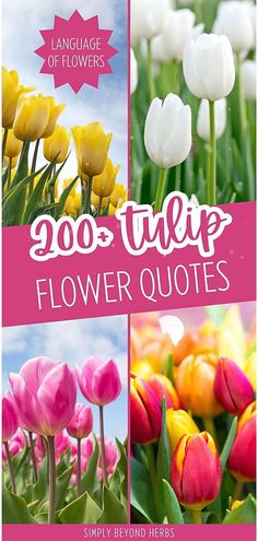 flowers with the words, 200 tulip flower quotes on it in pink and yellow