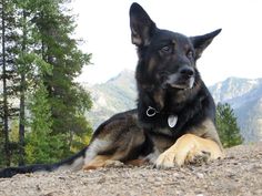 a dog laying on the ground in front of some trees and mountain range behind it