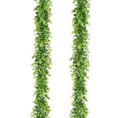 two tall green plants with leaves hanging from the top and bottom, on a white background