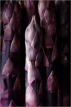 purple artichokes are arranged in rows on display