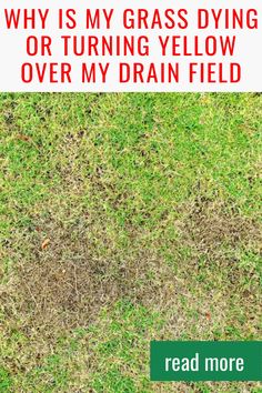 grass dying over my drain field with the words, why is my grass dying or turning yellow over my drain field?