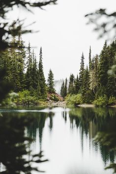 a body of water surrounded by pine trees