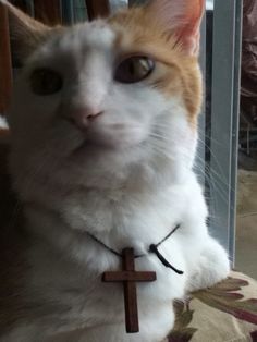 an orange and white cat with a cross on it's collar looking at the camera