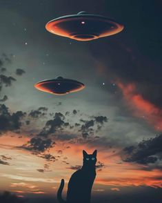 a cat sitting in front of an alien flying saucer and another cat looking at it