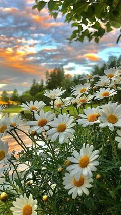 white daisies are blooming in the foreground with a colorful sky behind them