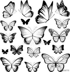 many different butterflies in black and white