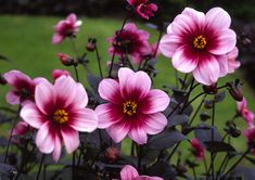 pink flowers are blooming in the garden