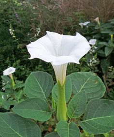 a large white flower sitting on top of a lush green leafy plant covered in lots of leaves