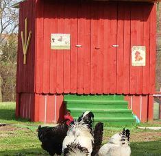 three chickens standing in front of a red barn