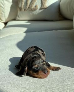 a small black and brown dog laying on top of a couch