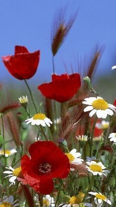 red and white flowers are in the grass