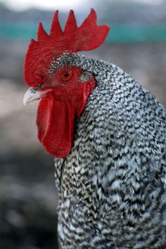 a close up of a chicken with a red comb on it's head and neck