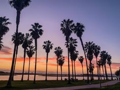 palm trees are lined up along the beach as the sun sets over the water behind them