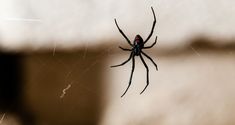 a black and red spider sitting on its web