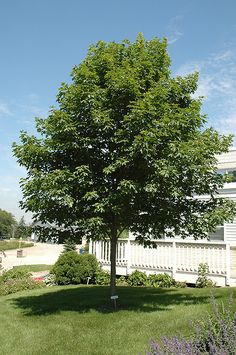 a large tree in the middle of a grassy area next to a white fence and building