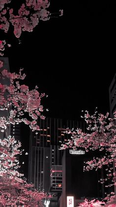 cherry blossoms are blooming in the city at night