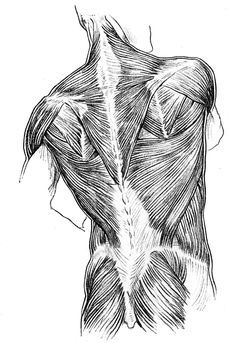 the back view of a man's muscles, showing his upper and lower limbs