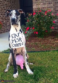 a dog sitting in the grass with a sign on it's back that says eat more chicken