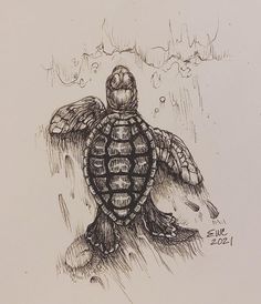 Turtle Animal Drawing Biro Animals Drawings, Turtle Ink Drawing, Pen Animal Sketch, Sea Turtle Pencil Drawing, Turtle Drawings Sketches, Turtle Drawing Reference, Ink Drawing Animals, Sea Turtle Drawing Realistic, Turtle Pencil Drawing