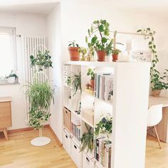 a living room filled with furniture and lots of plants on top of bookshelves