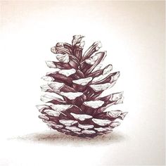 a pencil drawing of a pine cone on a white paper with black and grey ink