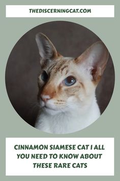 a cat with the caption cinnamon siamese cat i all you need to know about these rare cats