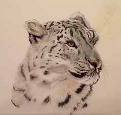 a pencil drawing of a white tiger's face