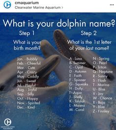 two dolphins in the water with their names on them