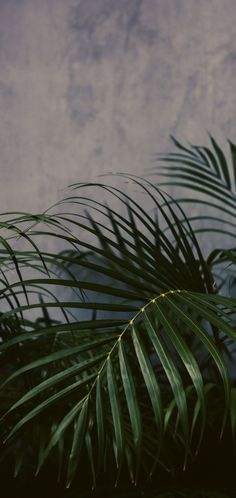 a palm tree in front of a concrete wall