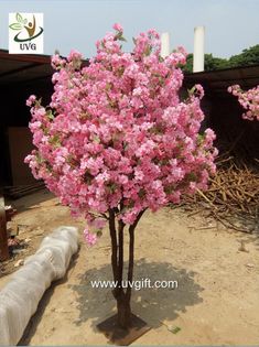 a small tree with pink flowers in the middle of a dirt area next to a building