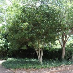 a small tree sitting in the middle of a yard next to some bushes and trees