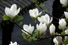 white flowers are blooming on the branches of trees in front of an empty bench