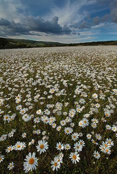 a field full of white daisies under a cloudy sky in the middle of nowhere