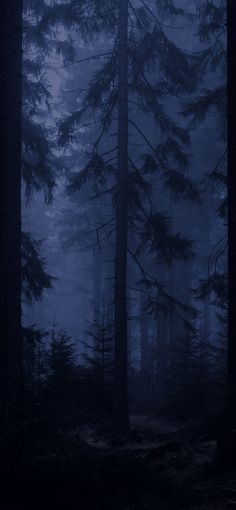 a dark forest with tall trees and fog