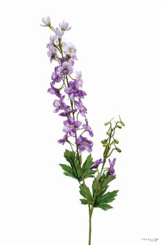 purple flowers with green leaves on white background