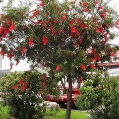 a tree with red flowers in front of a parking lot