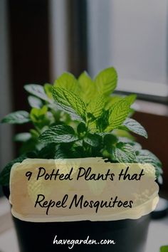 a potted plant that has been repel mosquitoes written on it with green leaves