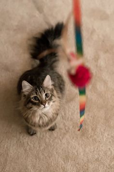 a cat is standing on the floor with a toy in it's mouth and looking at the camera