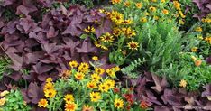 many different types of flowers and plants in a garden with purple leaves, yellow daisies and green foliage