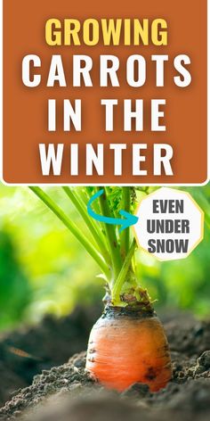 a carrot growing in the dirt with text reading growing carrots in the winter even under snow