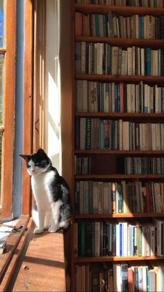 a black and white cat sitting in front of a bookshelf full of books