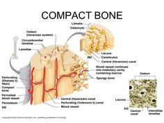 the structure of an animal's body, including its structures and their functions in it