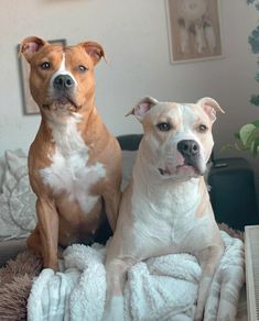 two brown and white dogs sitting on top of a bed