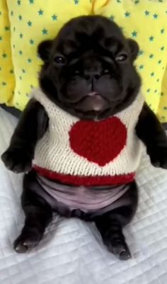 a small black pug wearing a sweater and sitting on a bed with yellow pillows