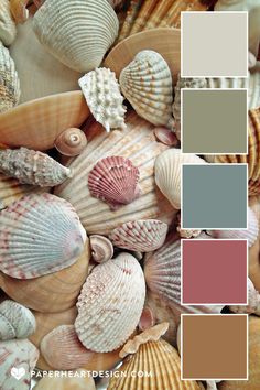 many different shells are grouped together in this color scheme for the beach themed palettes